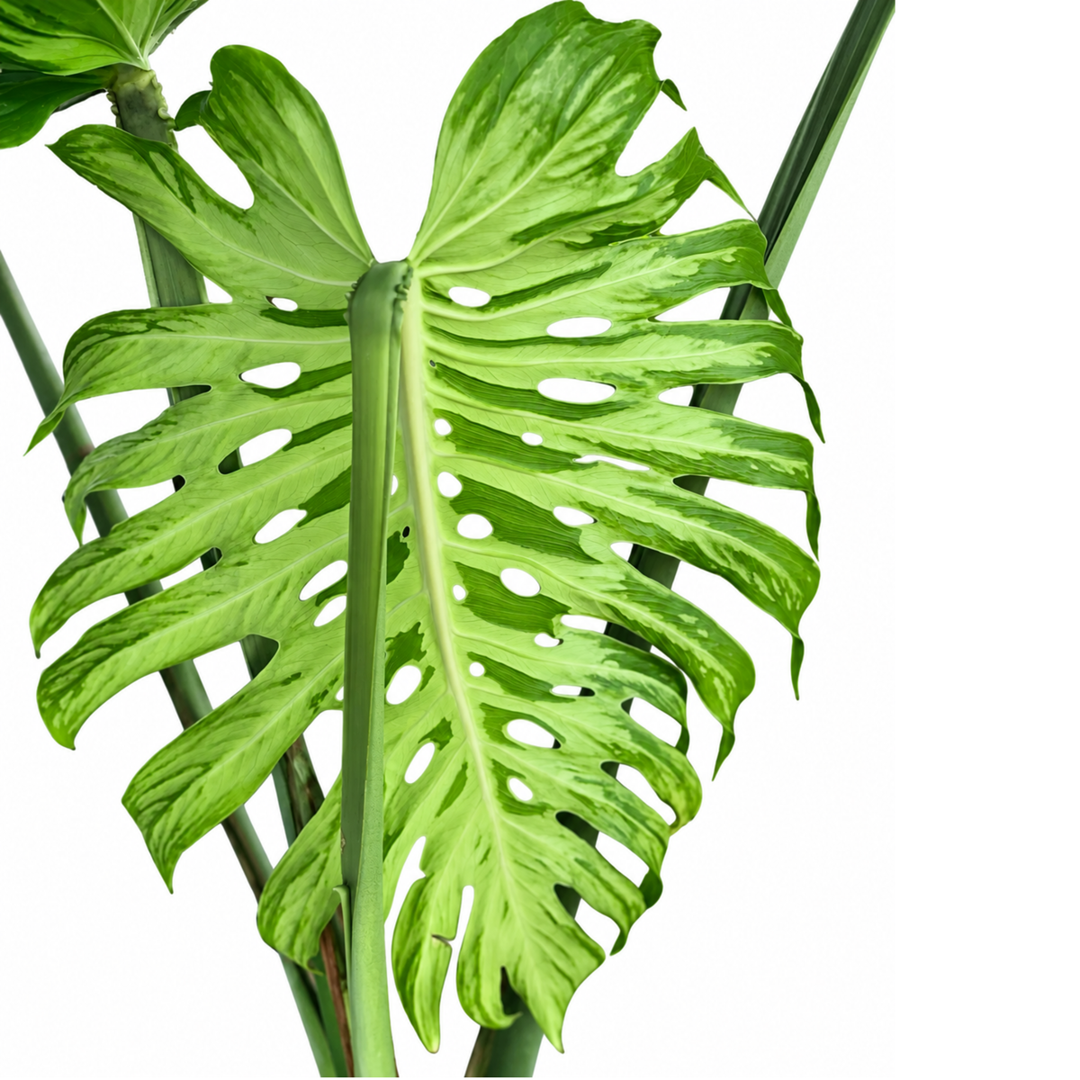 Monstera Tattoo (1plant/bag) - Tissue culture