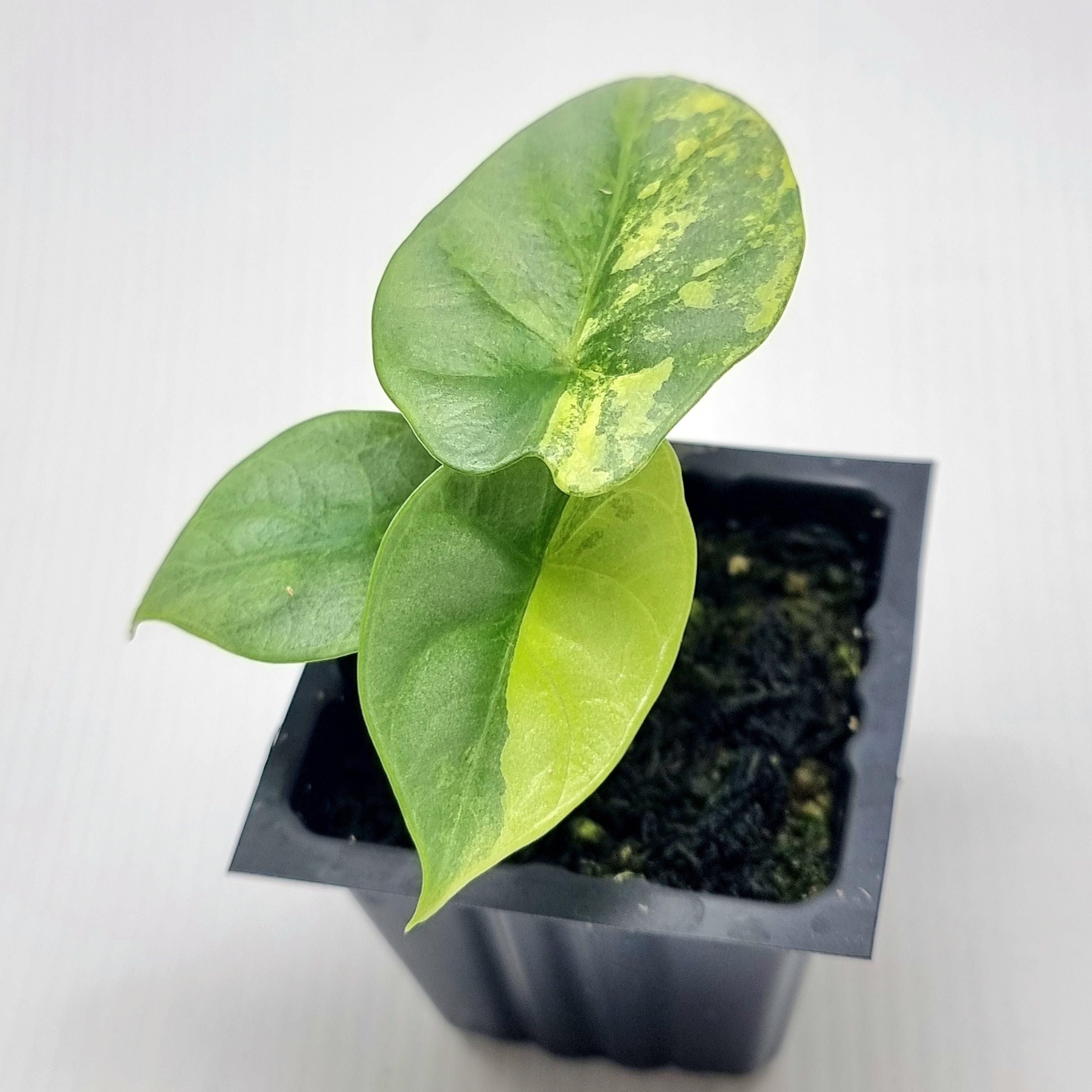 その他観葉植物 Alocasia Silver Dragon Aurea Variegated Thailand's Alocasia Silver Dragon Aurea Variegated 4