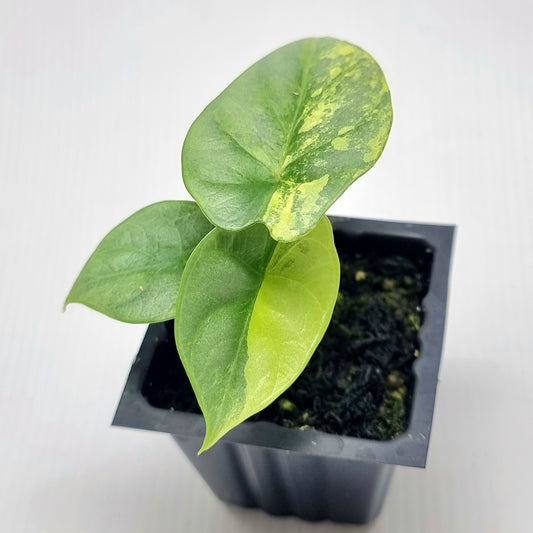 Alocasia Silver Dragon Aurea Variegated