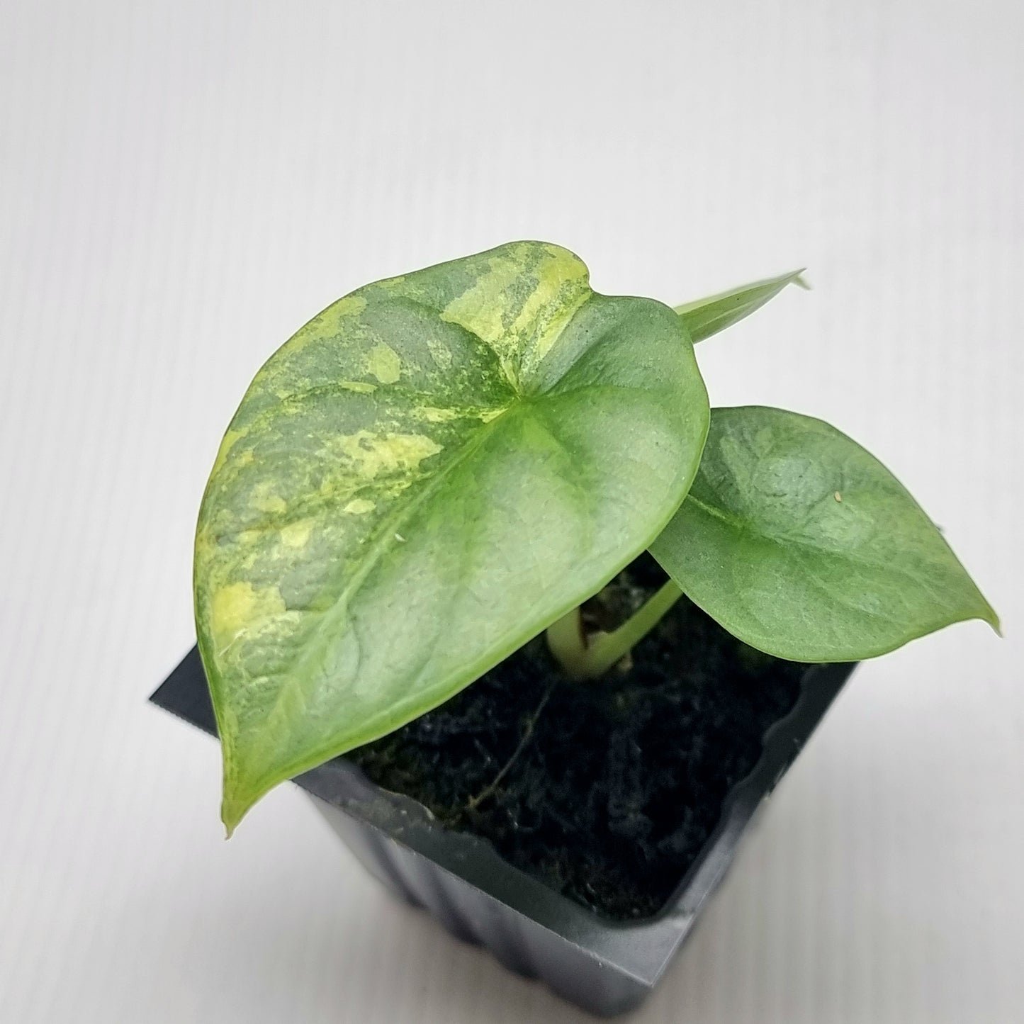 Alocasia Silver Dragon Aurea Variegated
