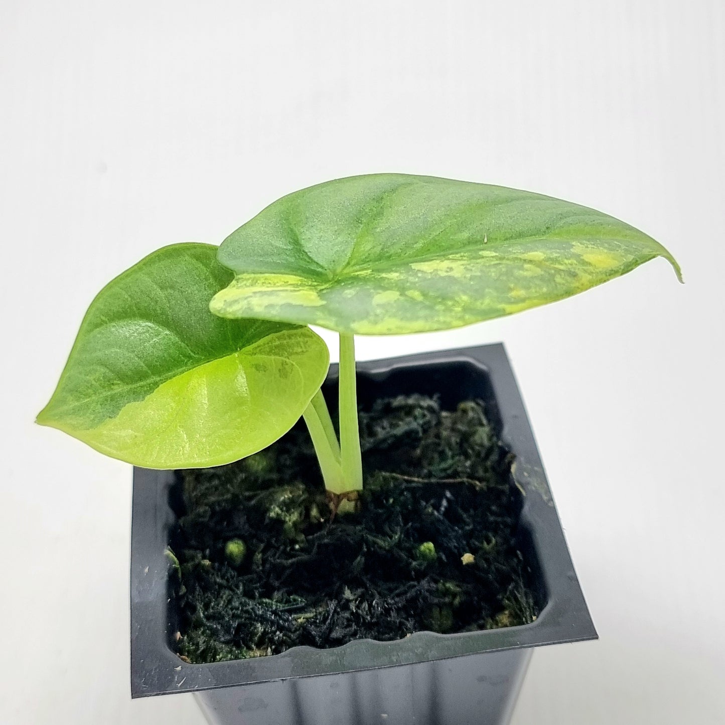 Alocasia Silver Dragon Aurea Variegated