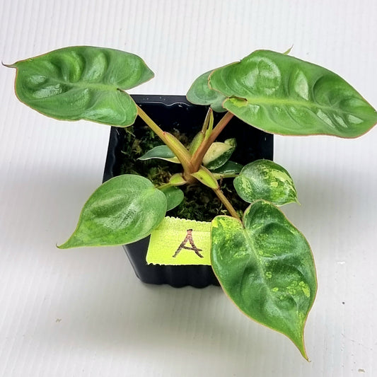 Philodendron billietiae LOW Variegated