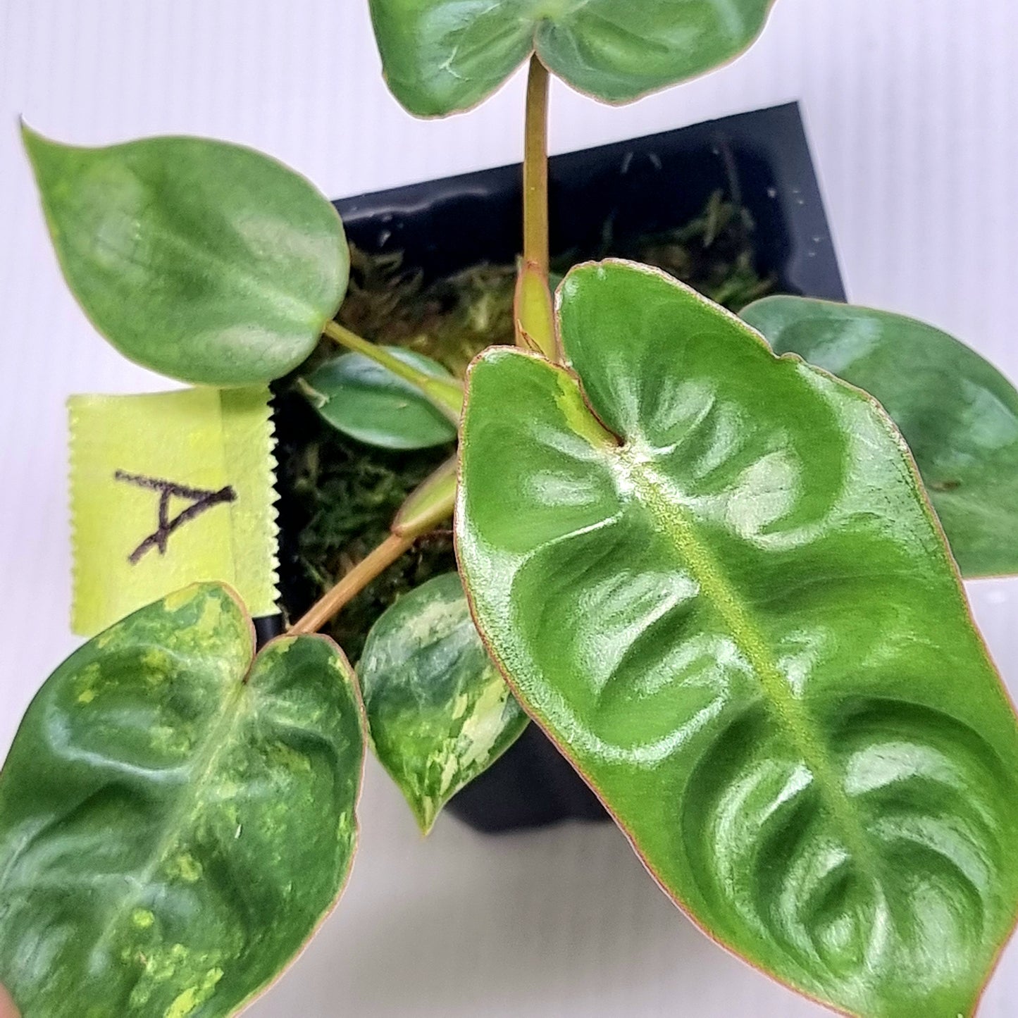 Philodendron billietiae LOW Variegated