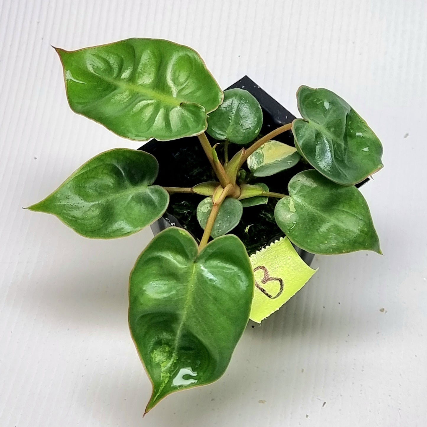 Philodendron billietiae LOW Variegated