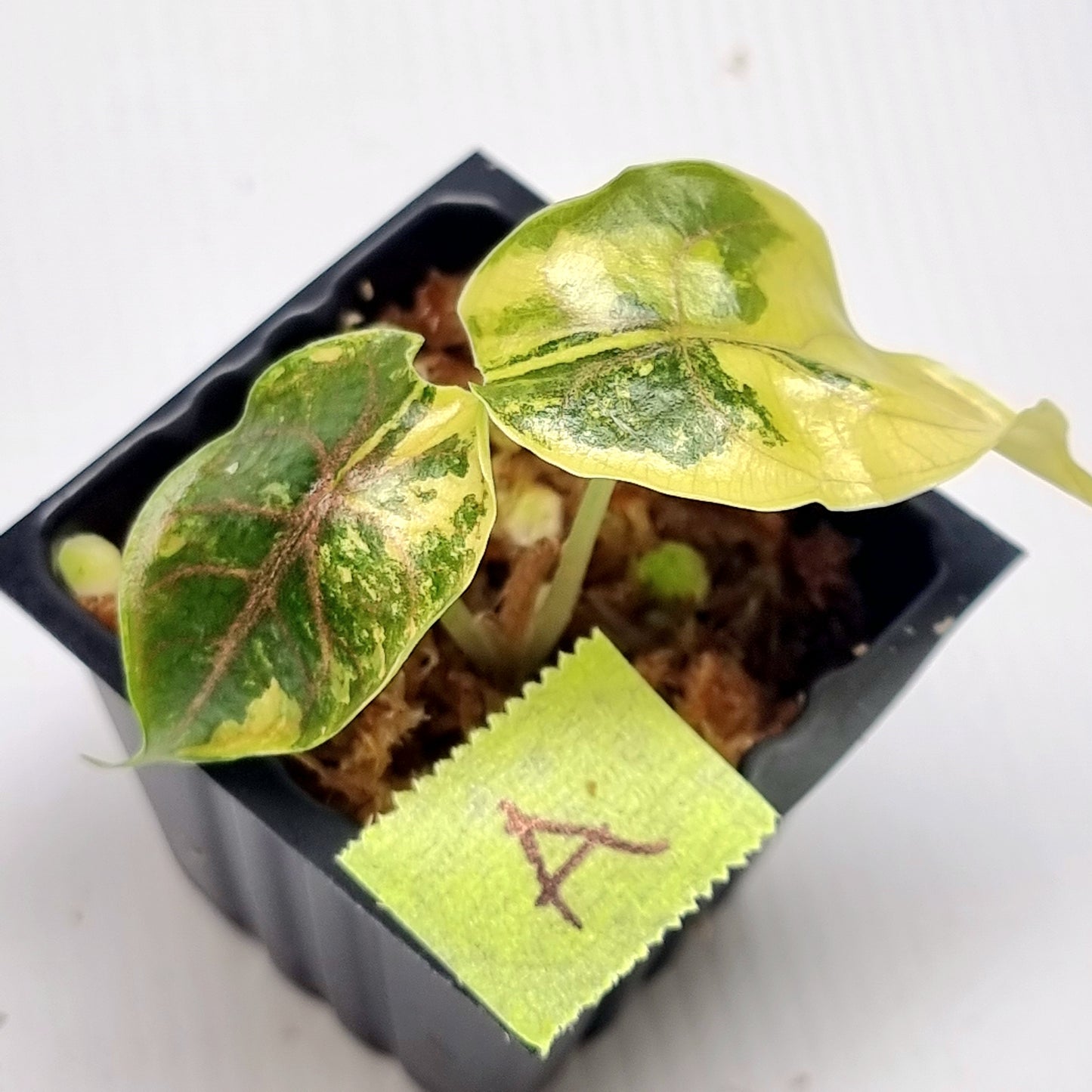 Alocasia azlanii Aurea Variegated