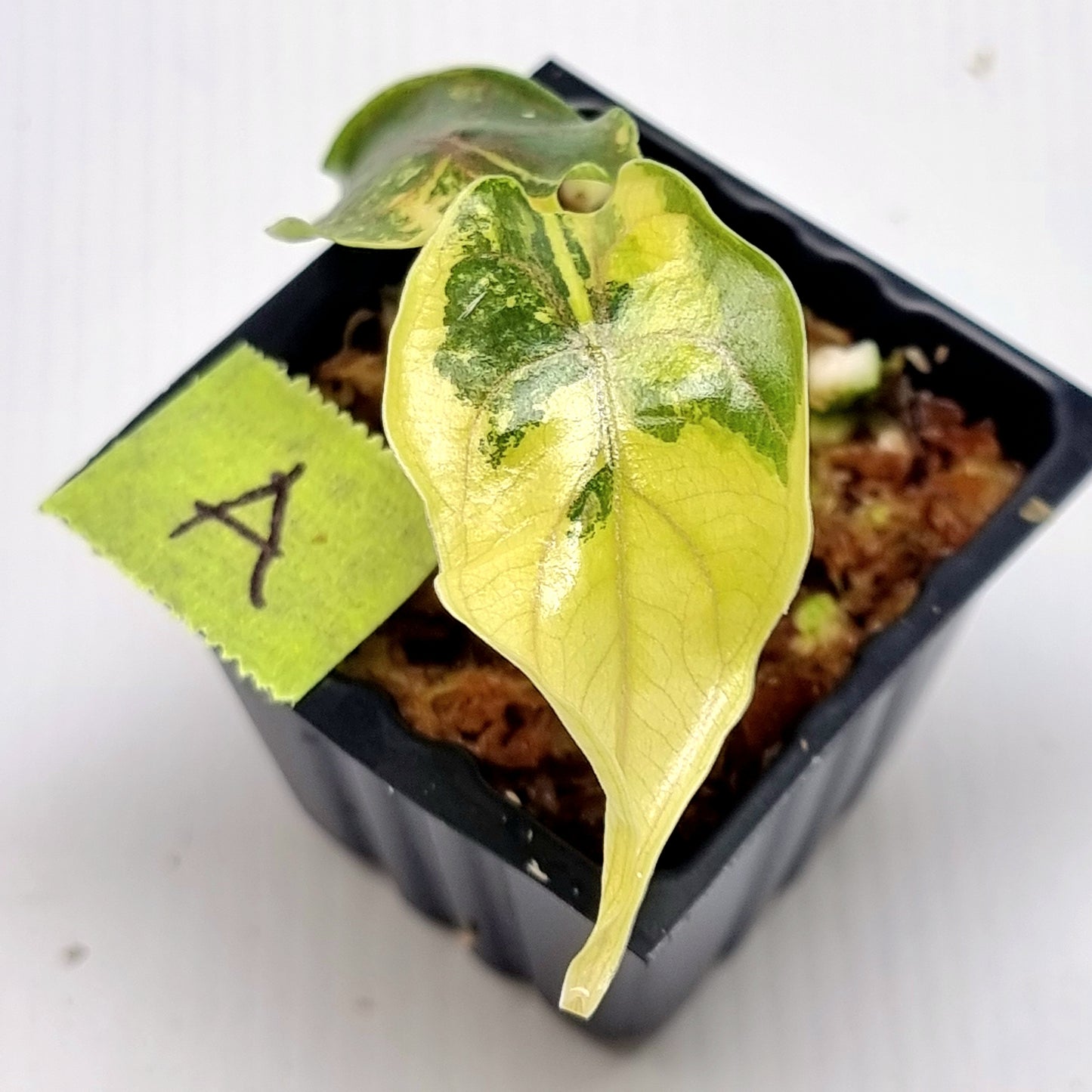 Alocasia azlanii Aurea Variegated