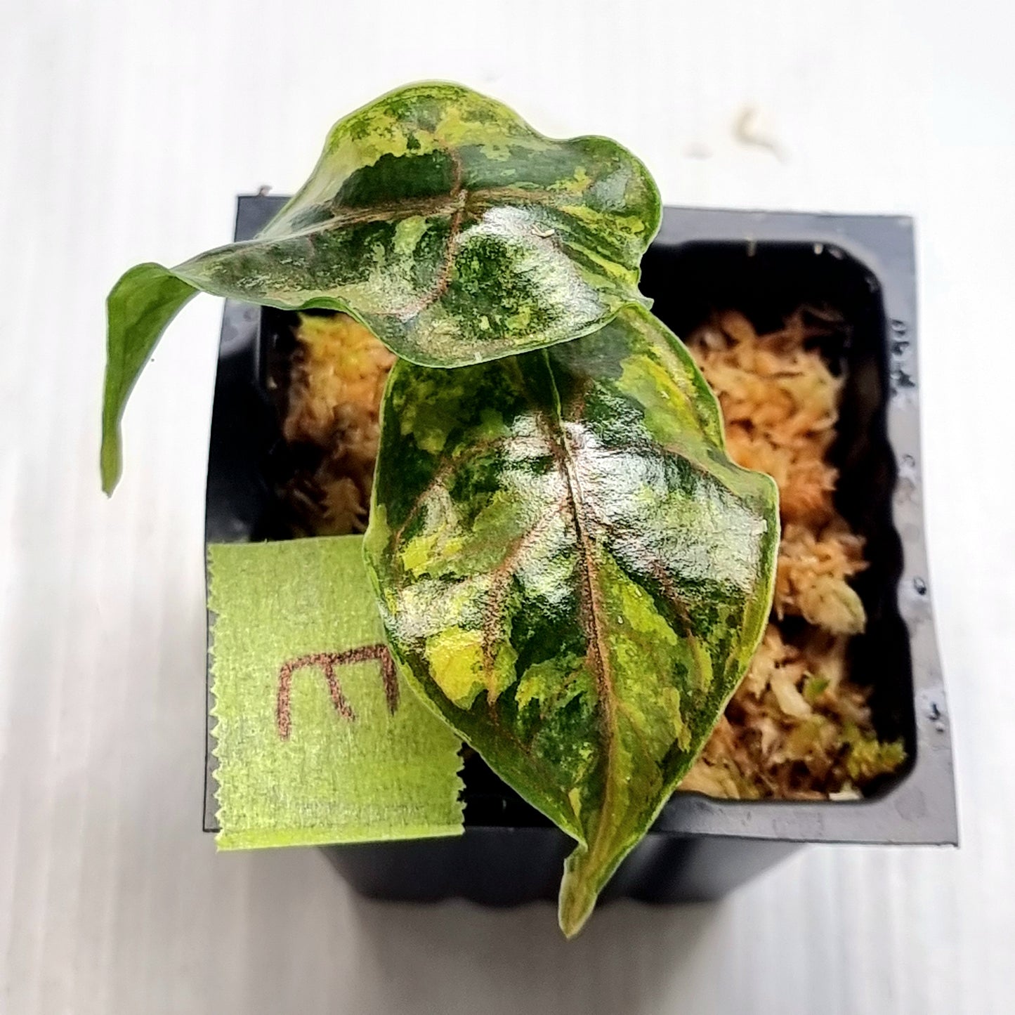 Alocasia azlanii Aurea Variegated