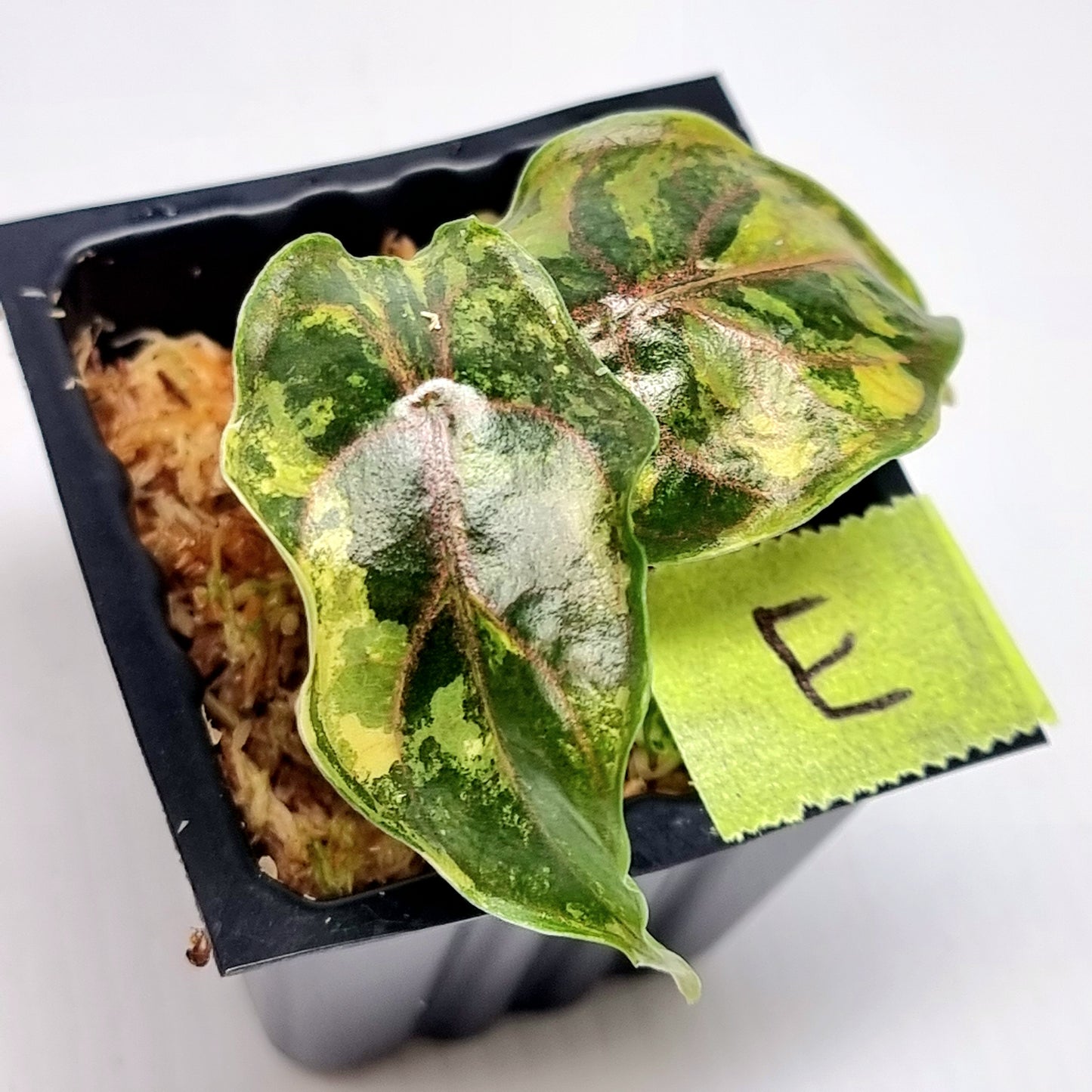 Alocasia azlanii Aurea Variegated