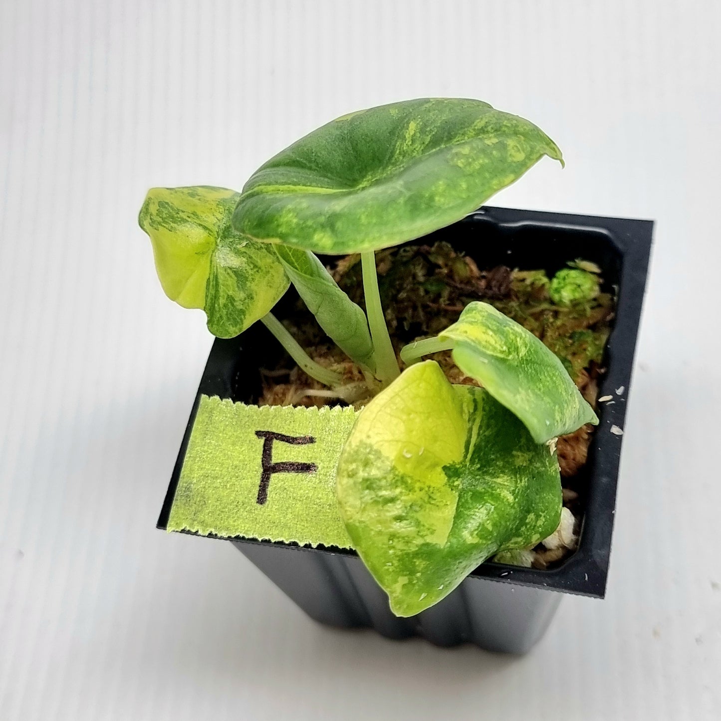 Alocasia Nebula Aurea Variegated