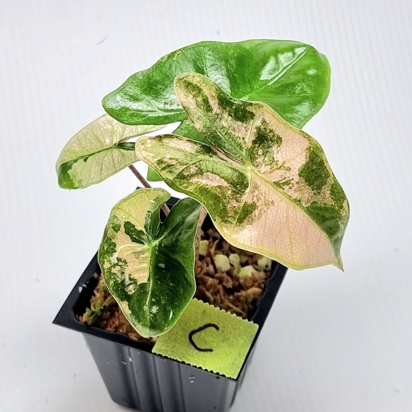 Alocasia pseudosanderiana Pink Variegated