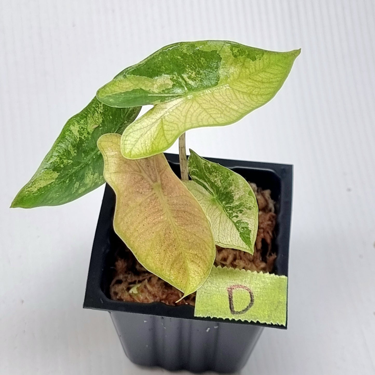 Alocasia pseudosanderiana Pink Variegated