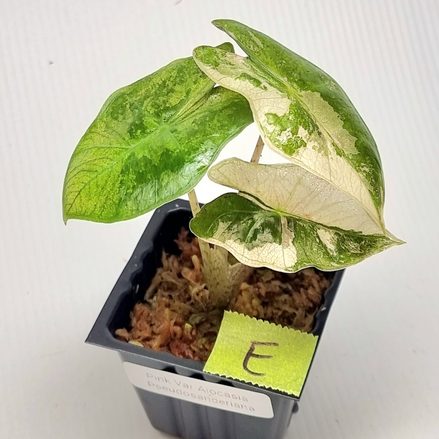 Alocasia pseudosanderiana Pink Variegated