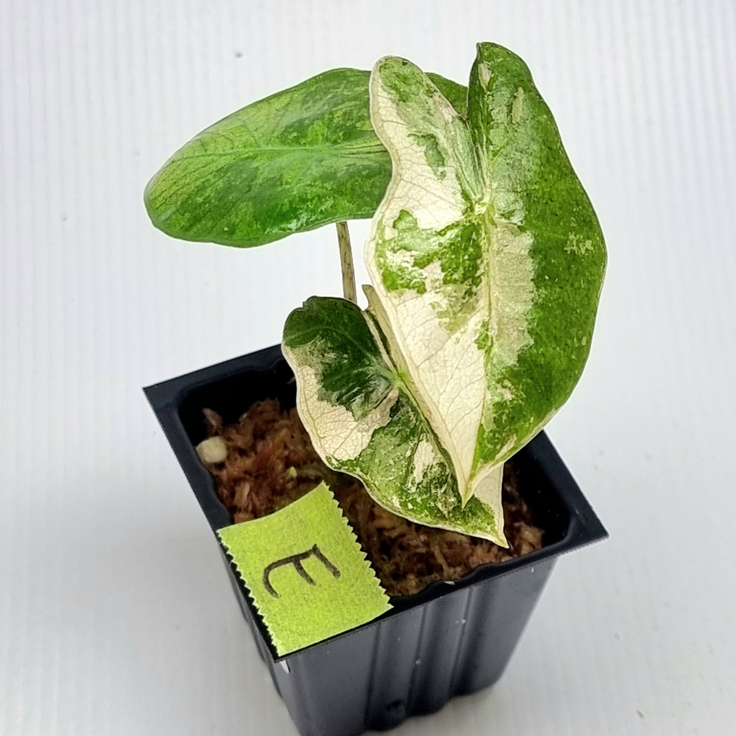 Alocasia pseudosanderiana Pink Variegated