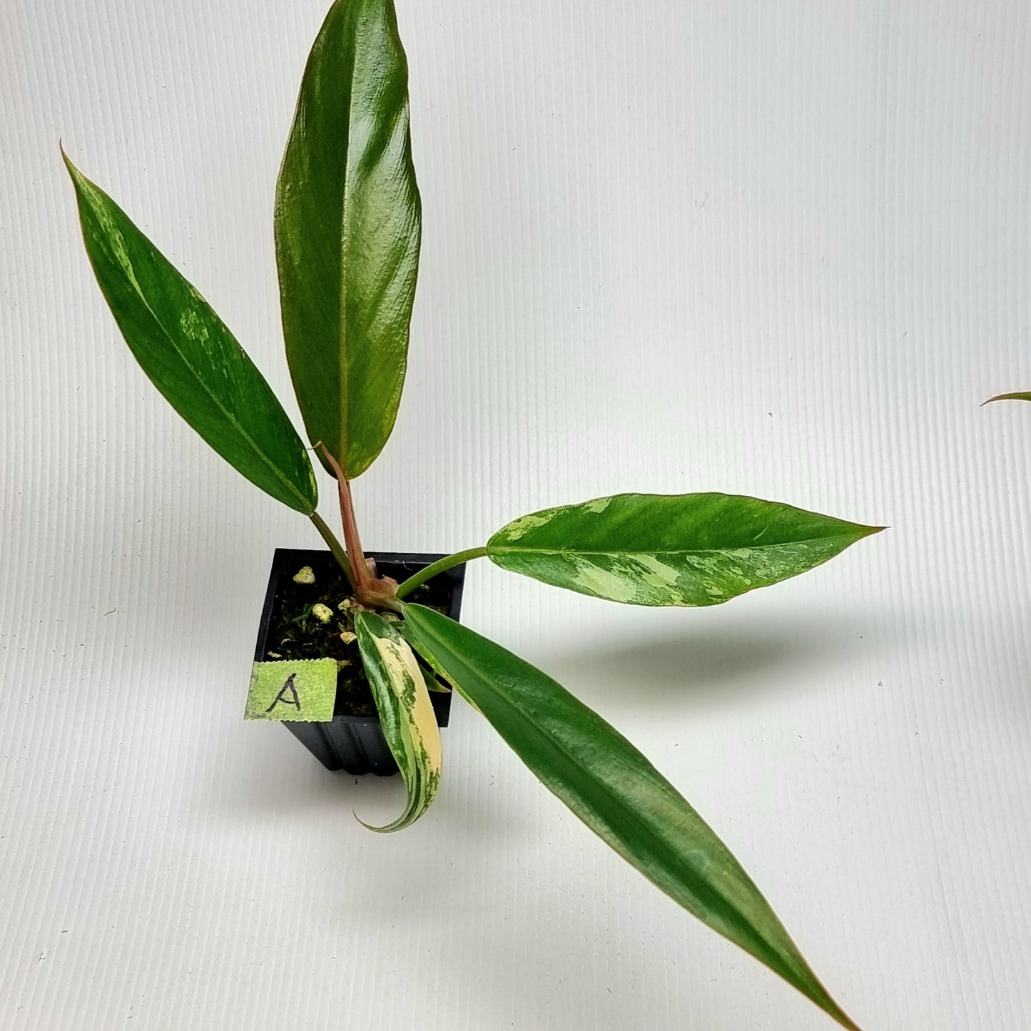 Philodendron Caramel Marble LOW Variegated