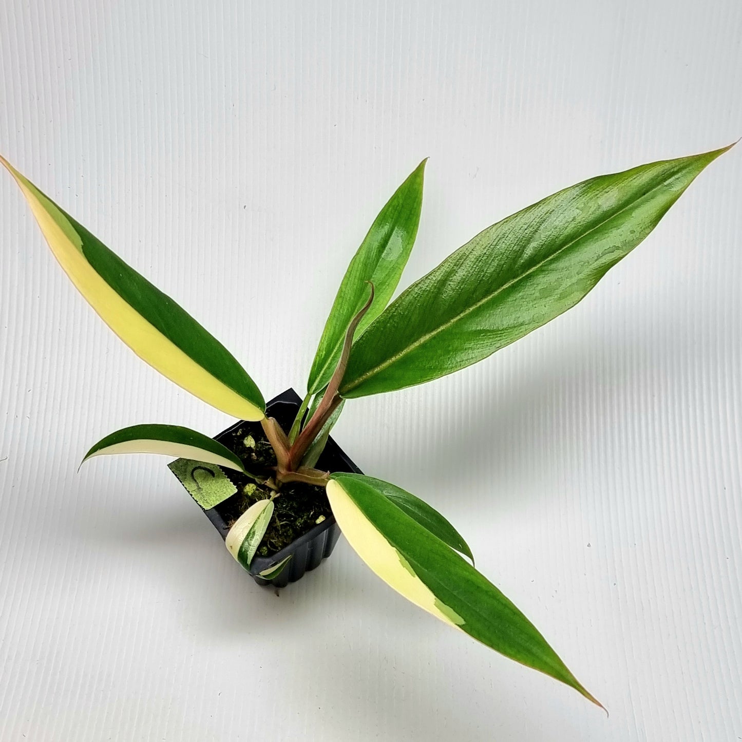 Philodendron Caramel Marble LOW Variegated
