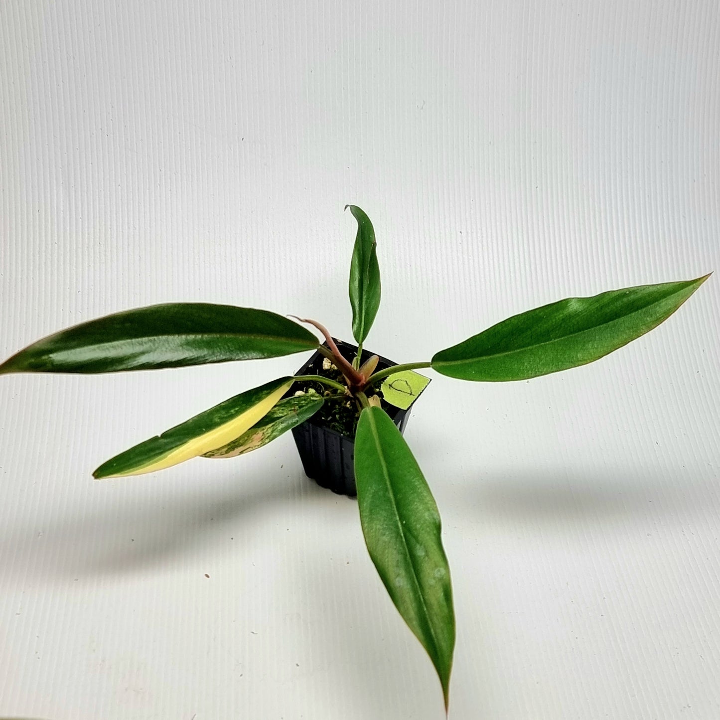 Philodendron Caramel Marble LOW Variegated