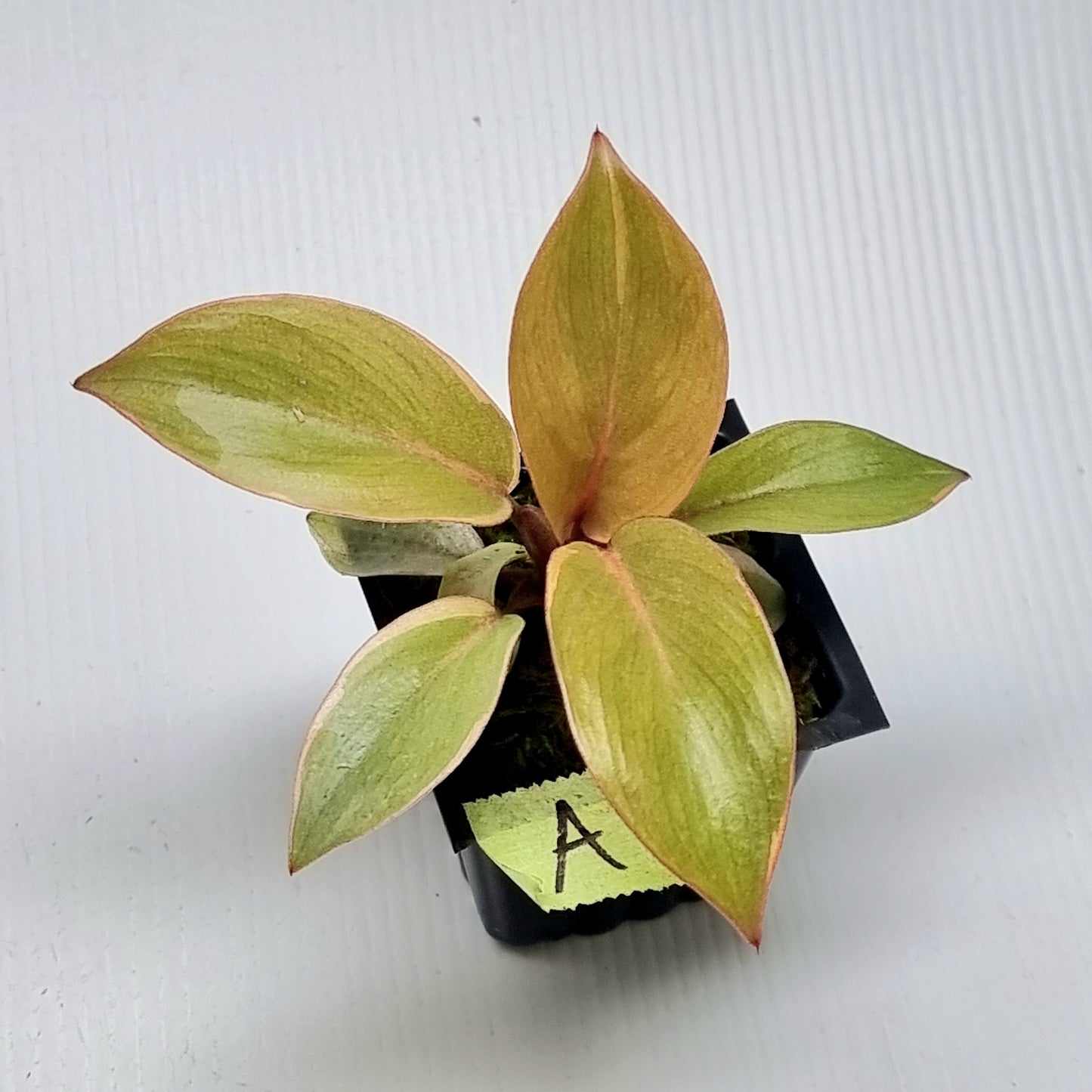 Philodendron Black cardinal var no.2