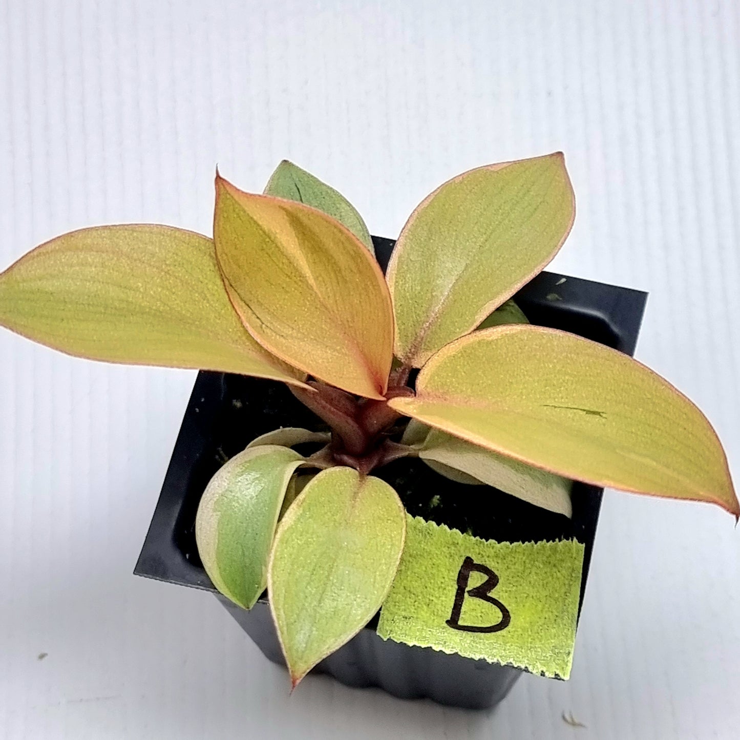 Philodendron Black cardinal var no.2