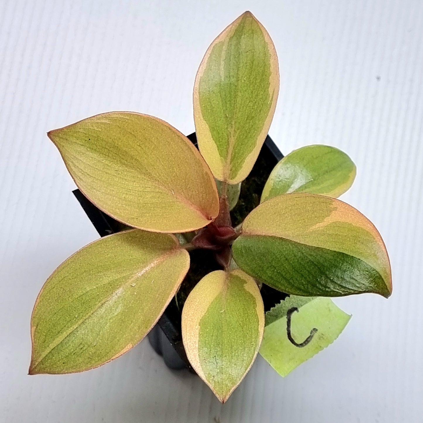 Philodendron Black cardinal var no.2