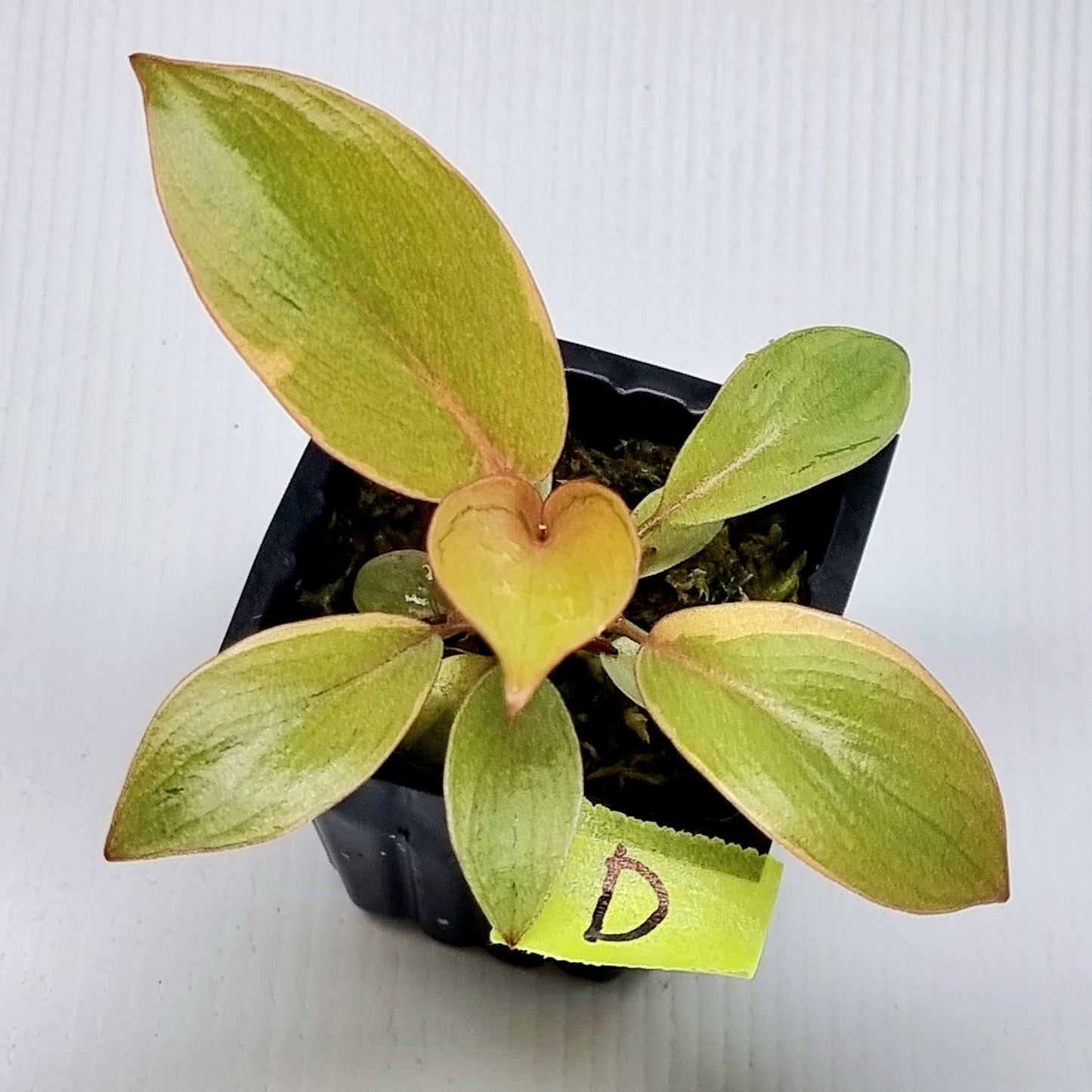 Philodendron Black cardinal var no.2