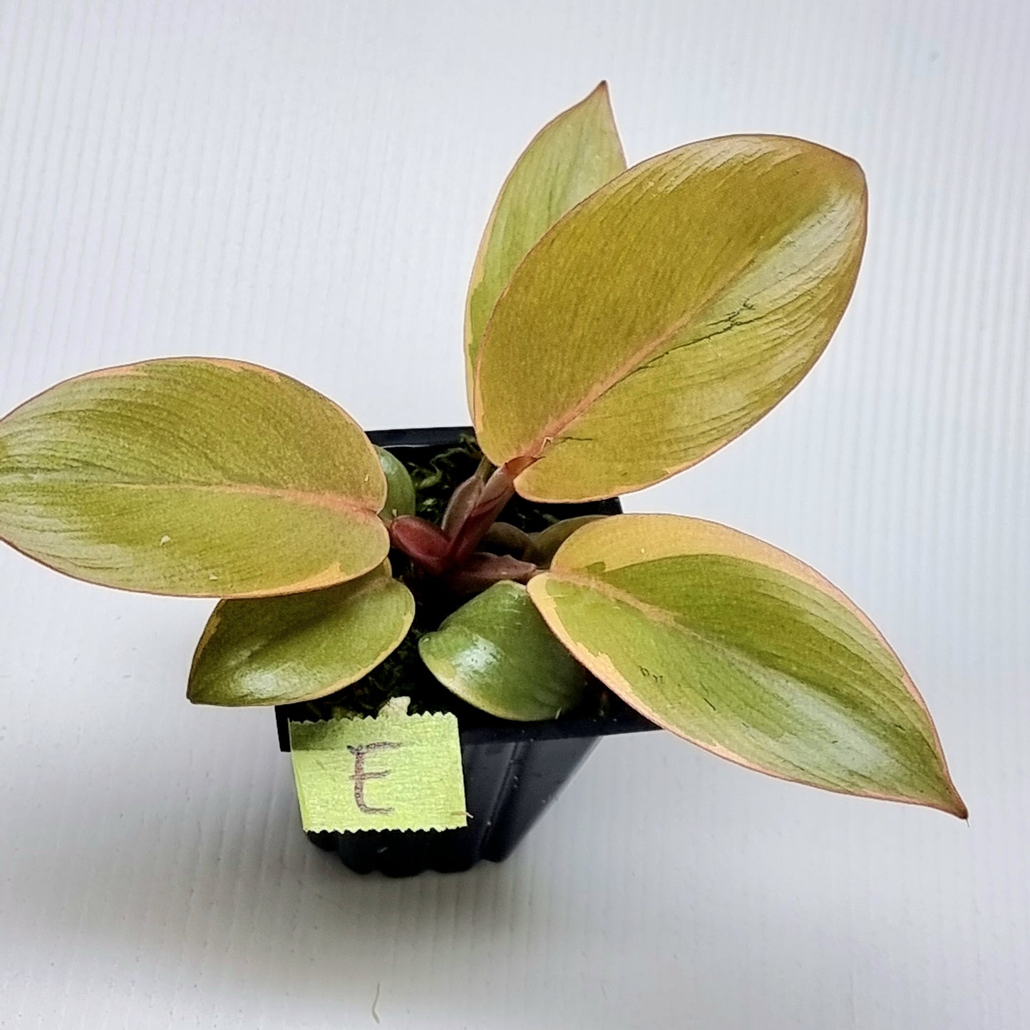 Philodendron Black cardinal var no.2