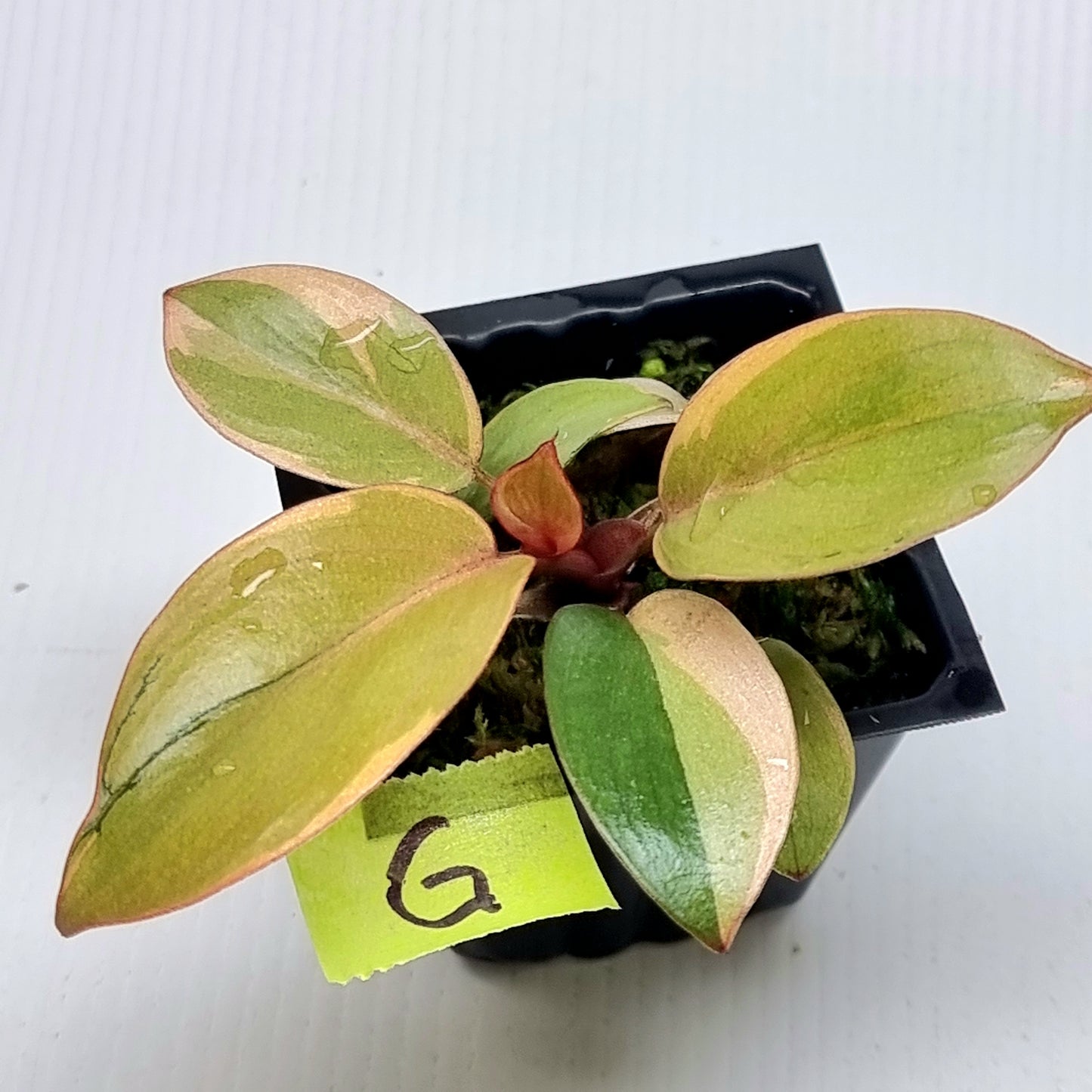 Philodendron Black cardinal var no.2