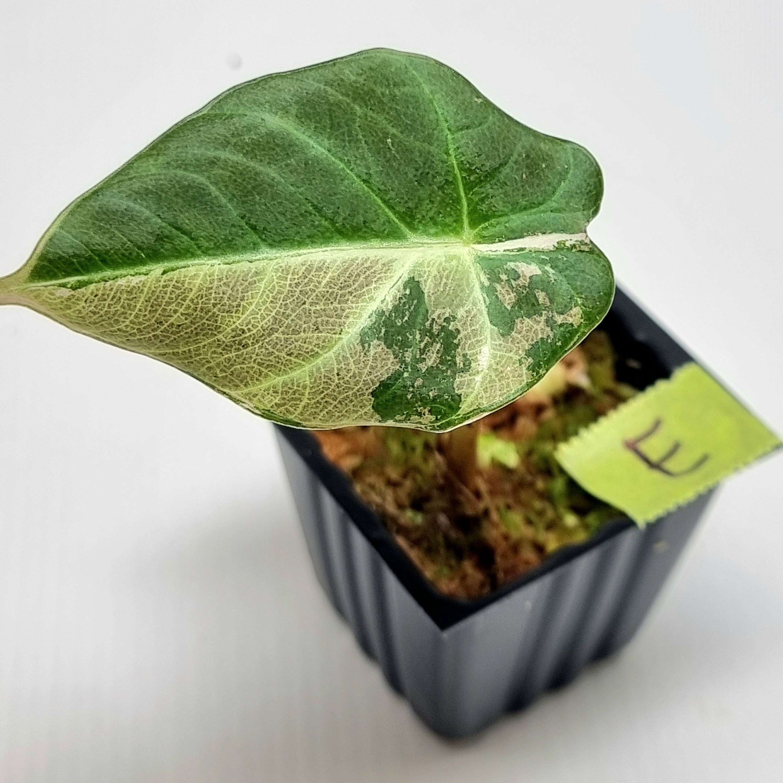 Alocasia black velvet Pink Variegated – Flora Magnifica Australia