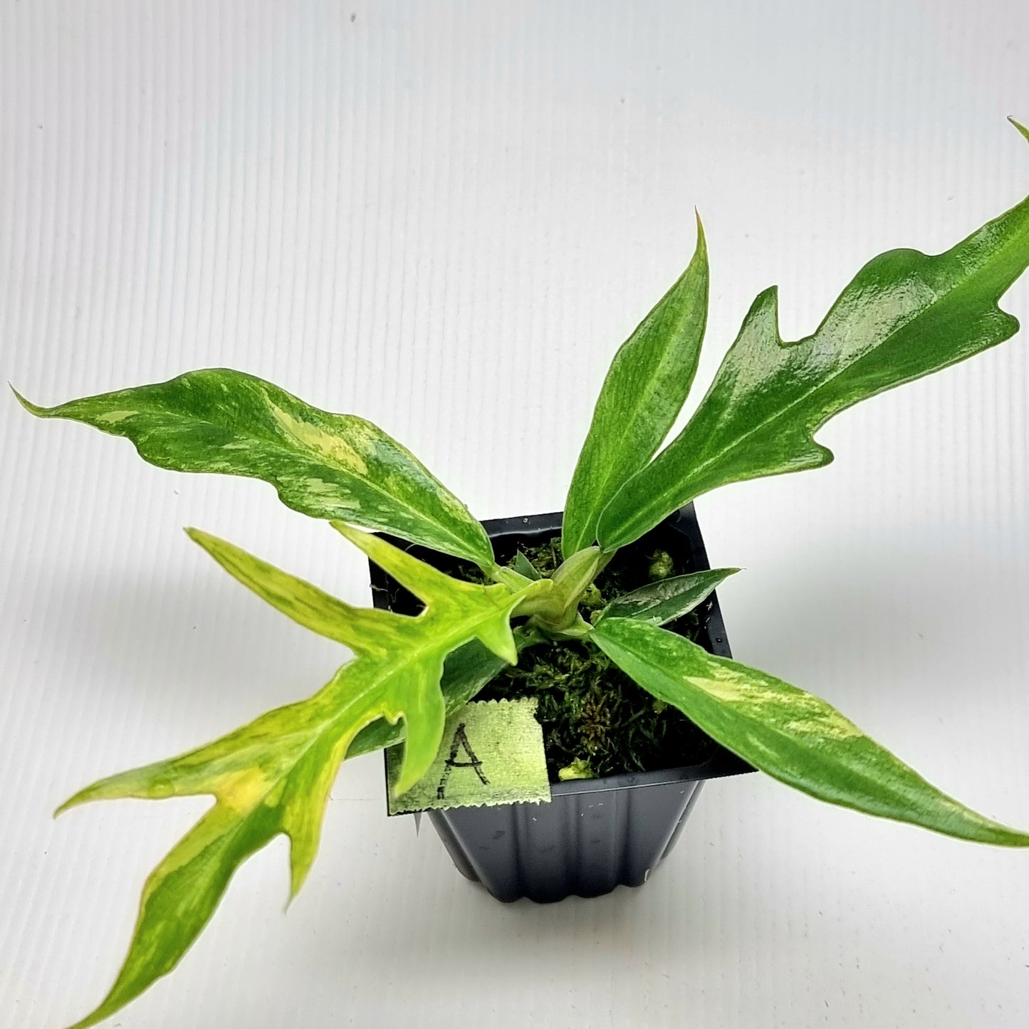 Philodendron tortum Aurea Variegated