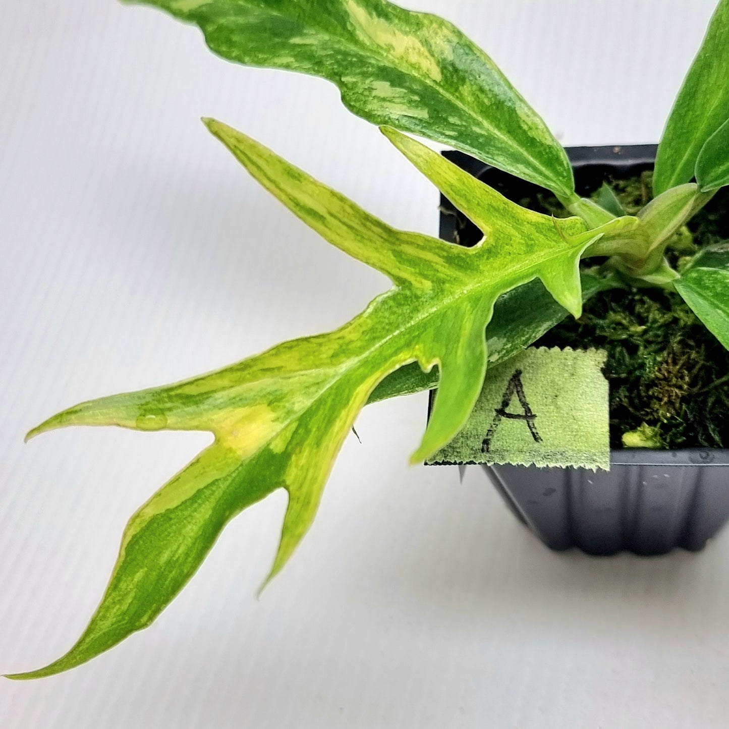 Philodendron tortum Aurea Variegated