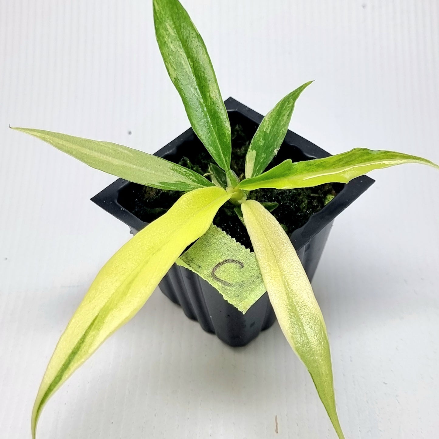 Philodendron tortum Aurea Variegated