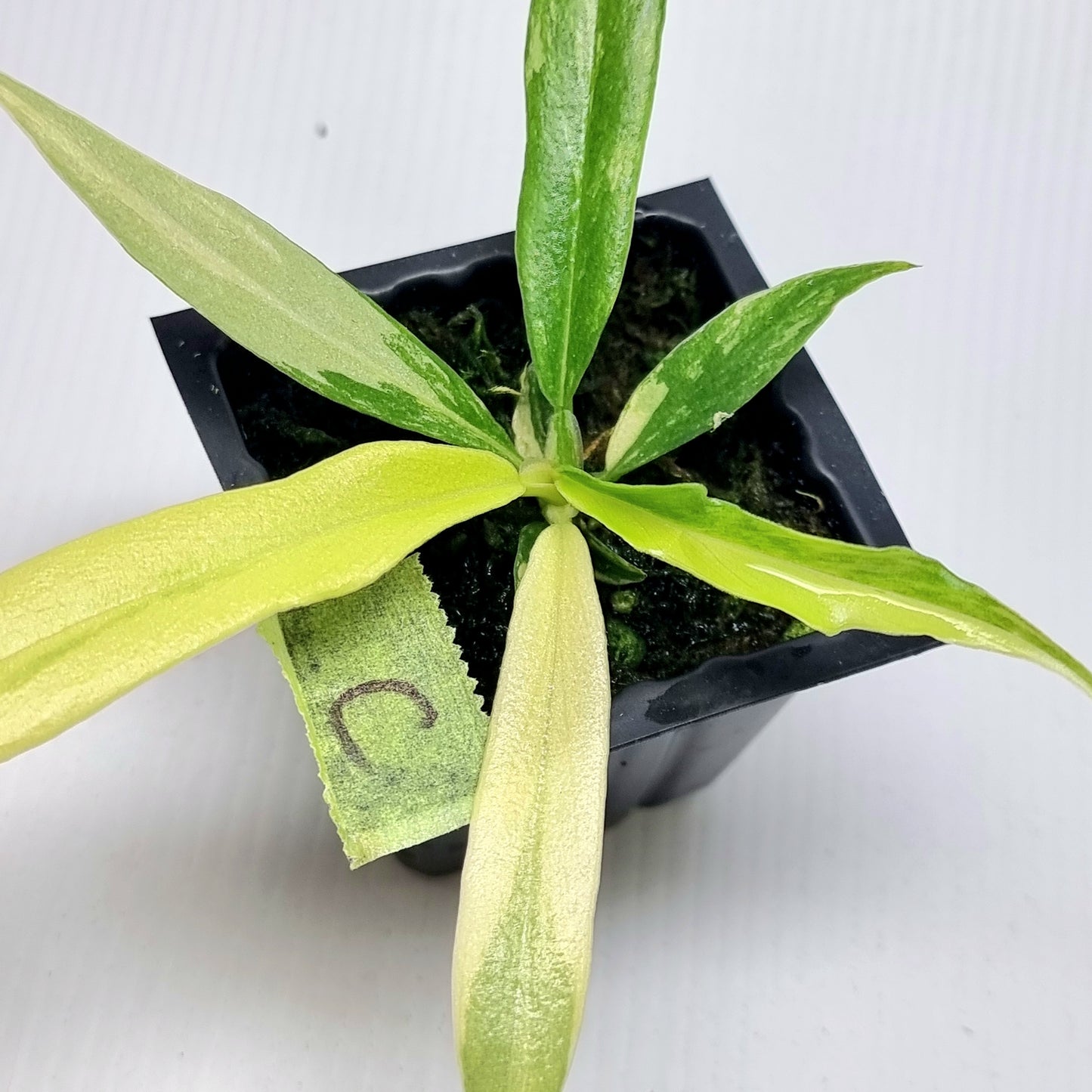 Philodendron tortum Aurea Variegated