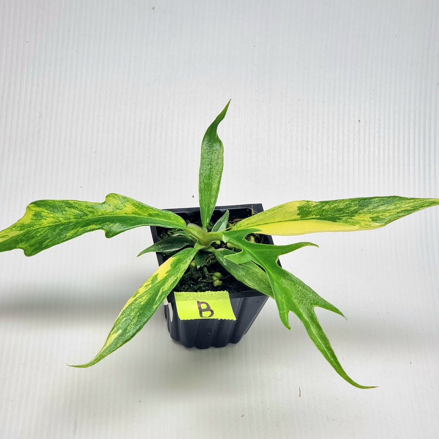 Philodendron tortum Aurea Variegated