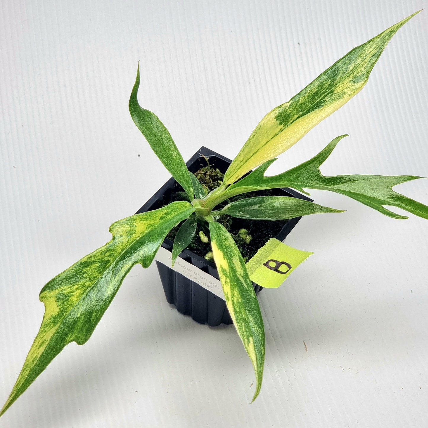 Philodendron tortum Aurea Variegated
