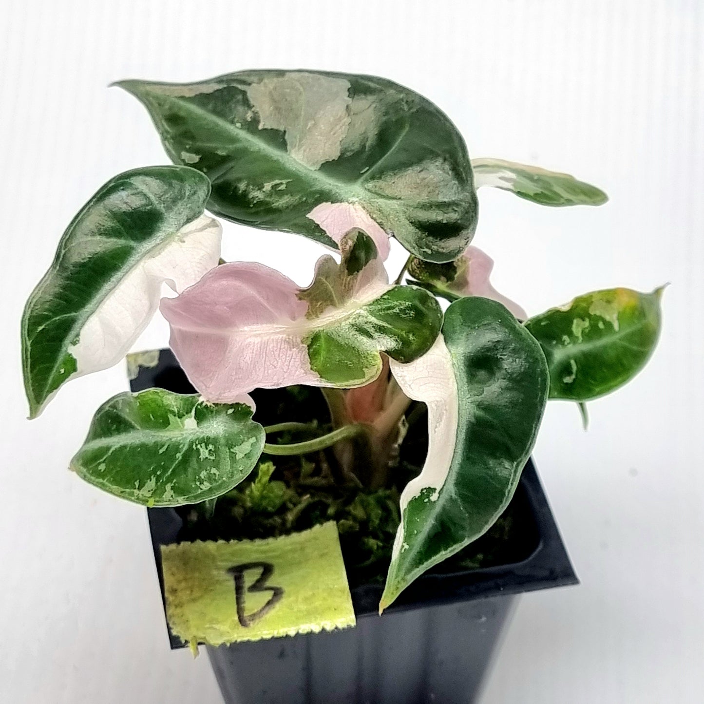 Alocasia Pink Swirl