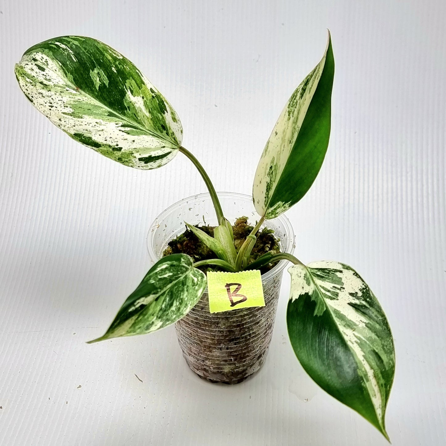 Philodendron Emerald Queen Marble