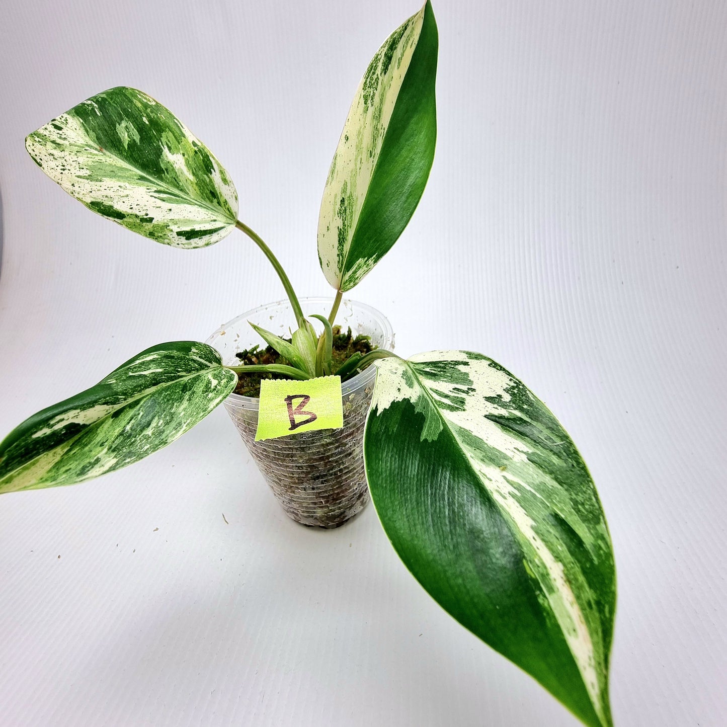 Philodendron Emerald Queen Marble