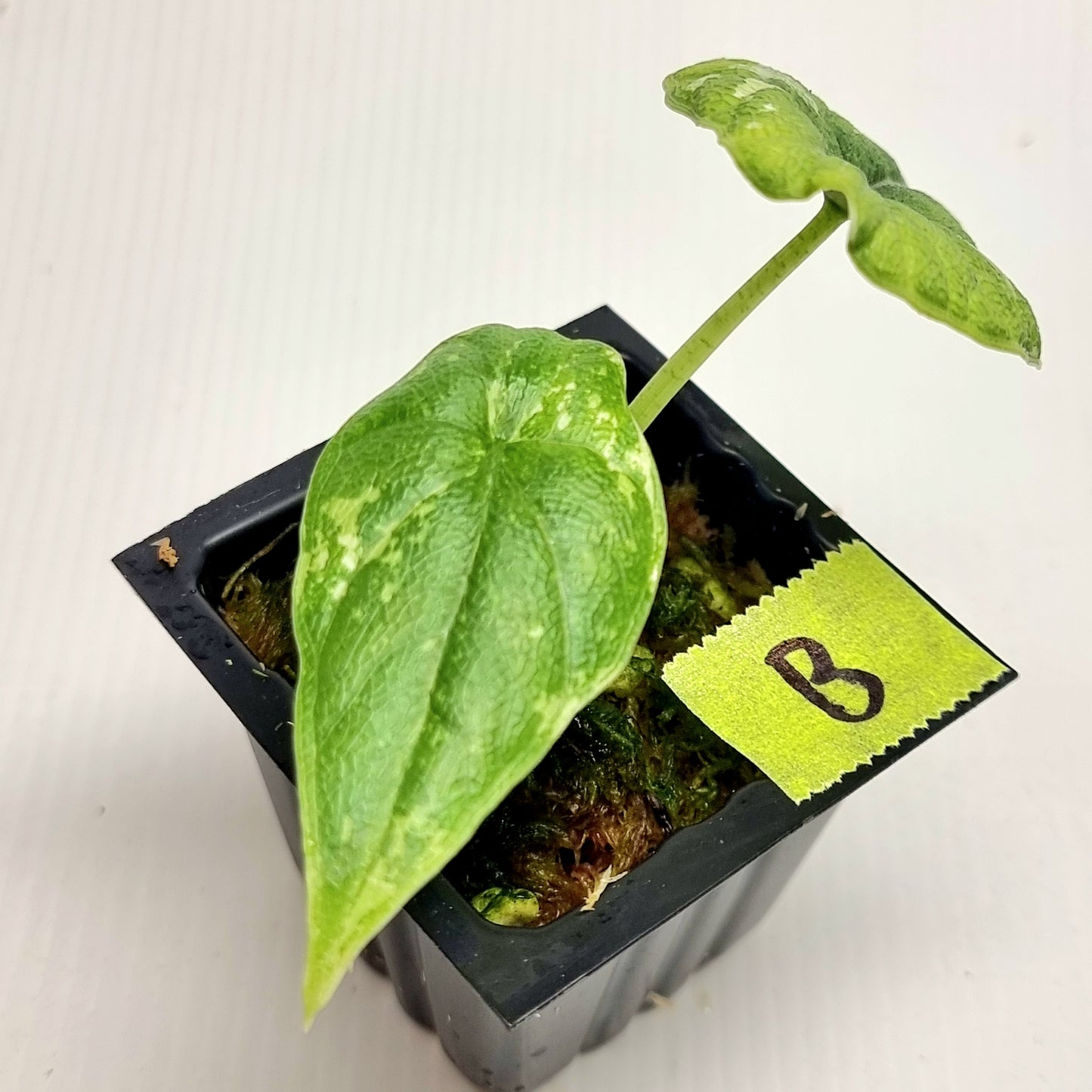 Alocasia melo Albo Low variegated