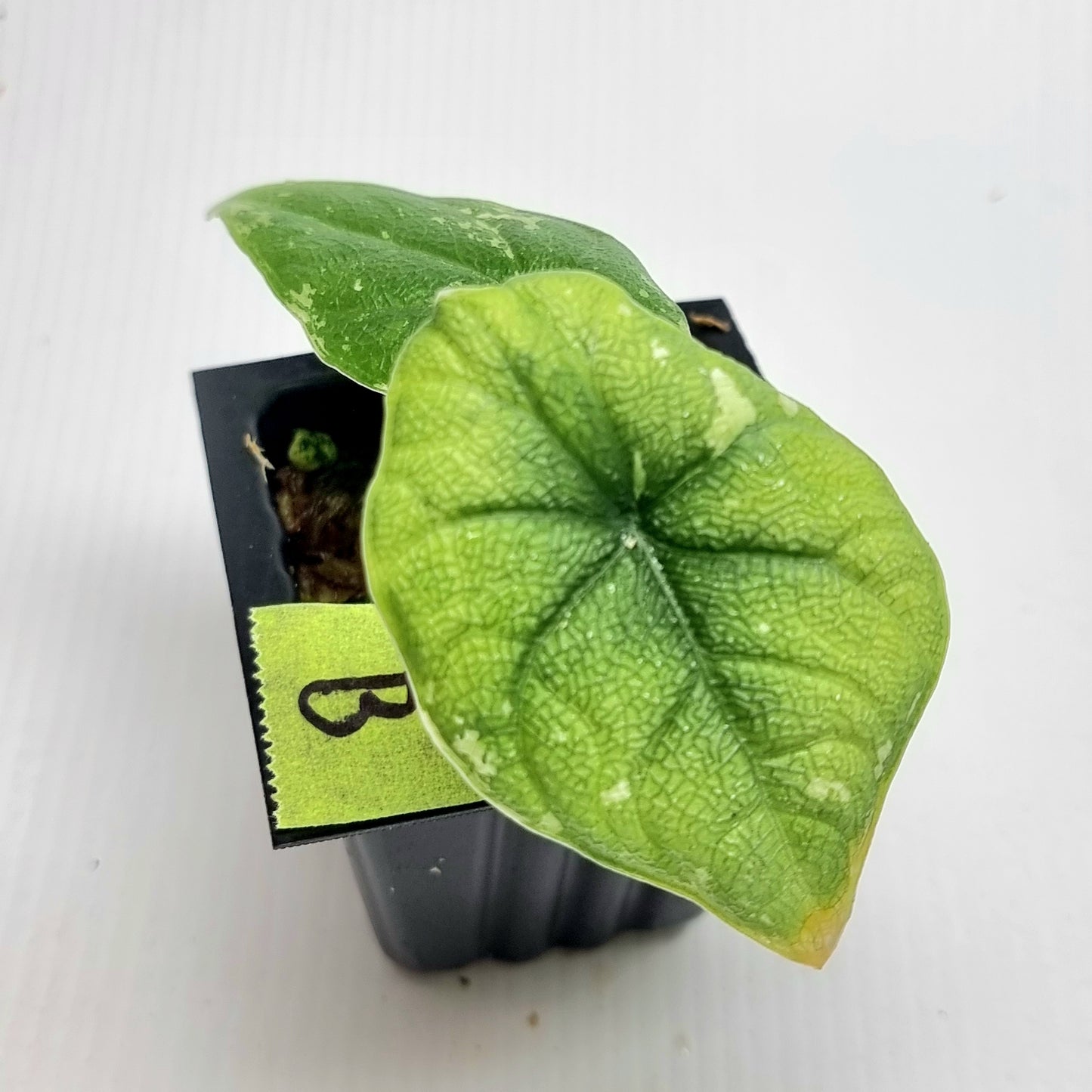 Alocasia melo Albo Low variegated