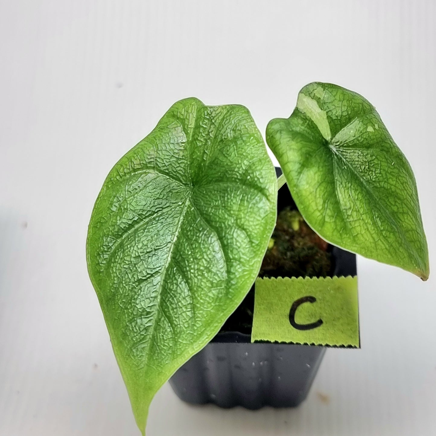 Alocasia melo Albo Low variegated