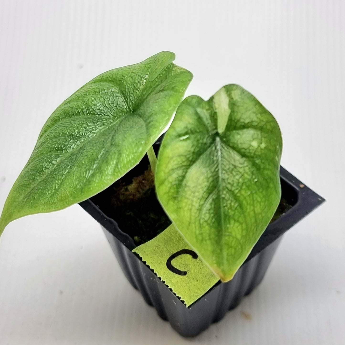 Alocasia melo Albo Low variegated