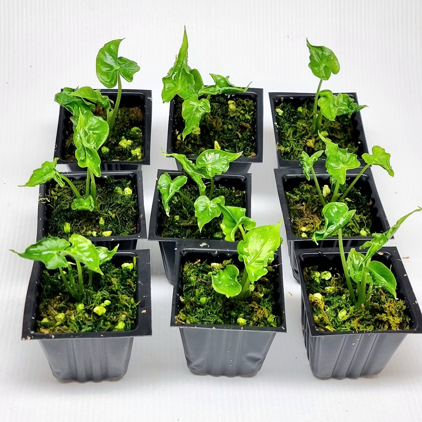 Alocasia teletubbies