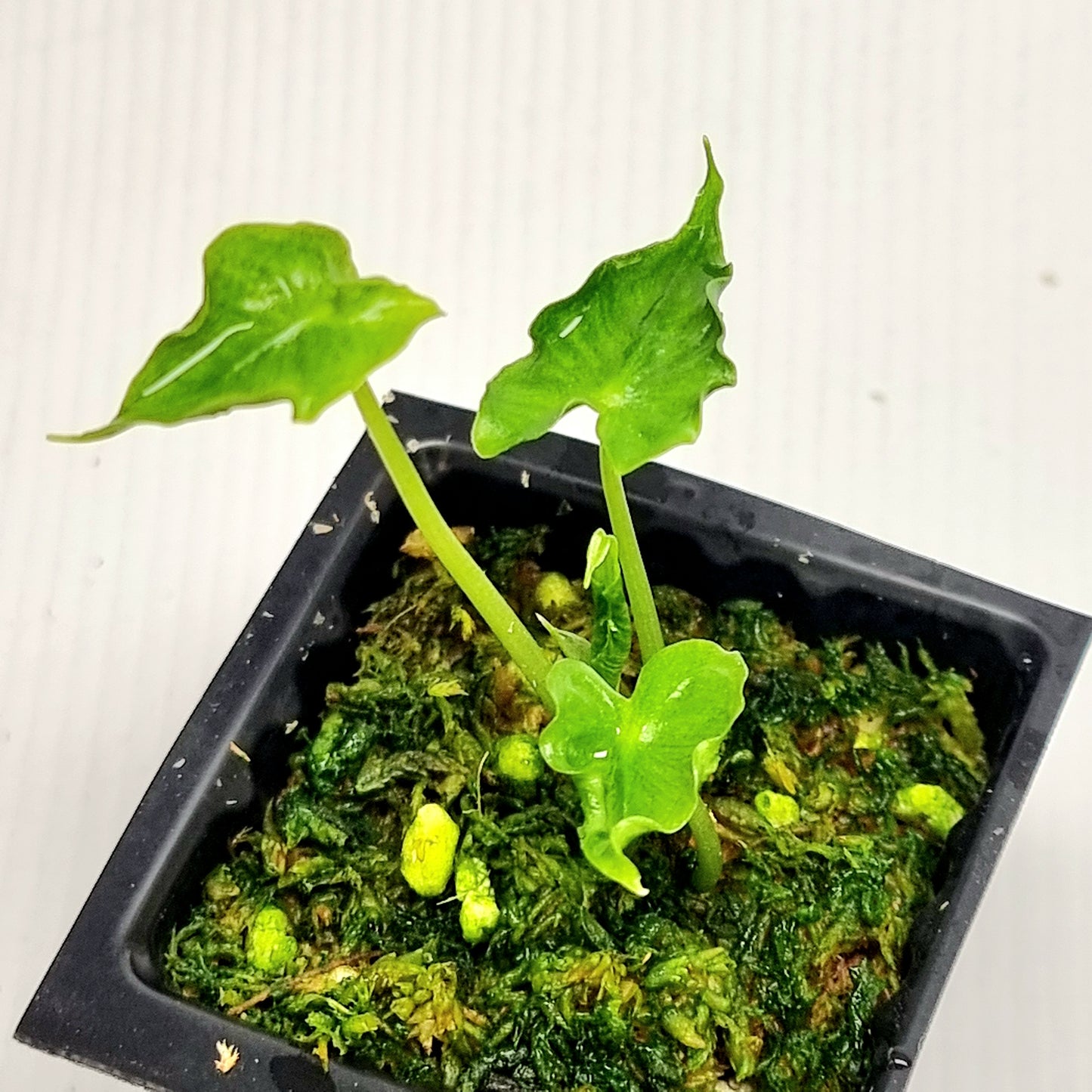Alocasia teletubbies
