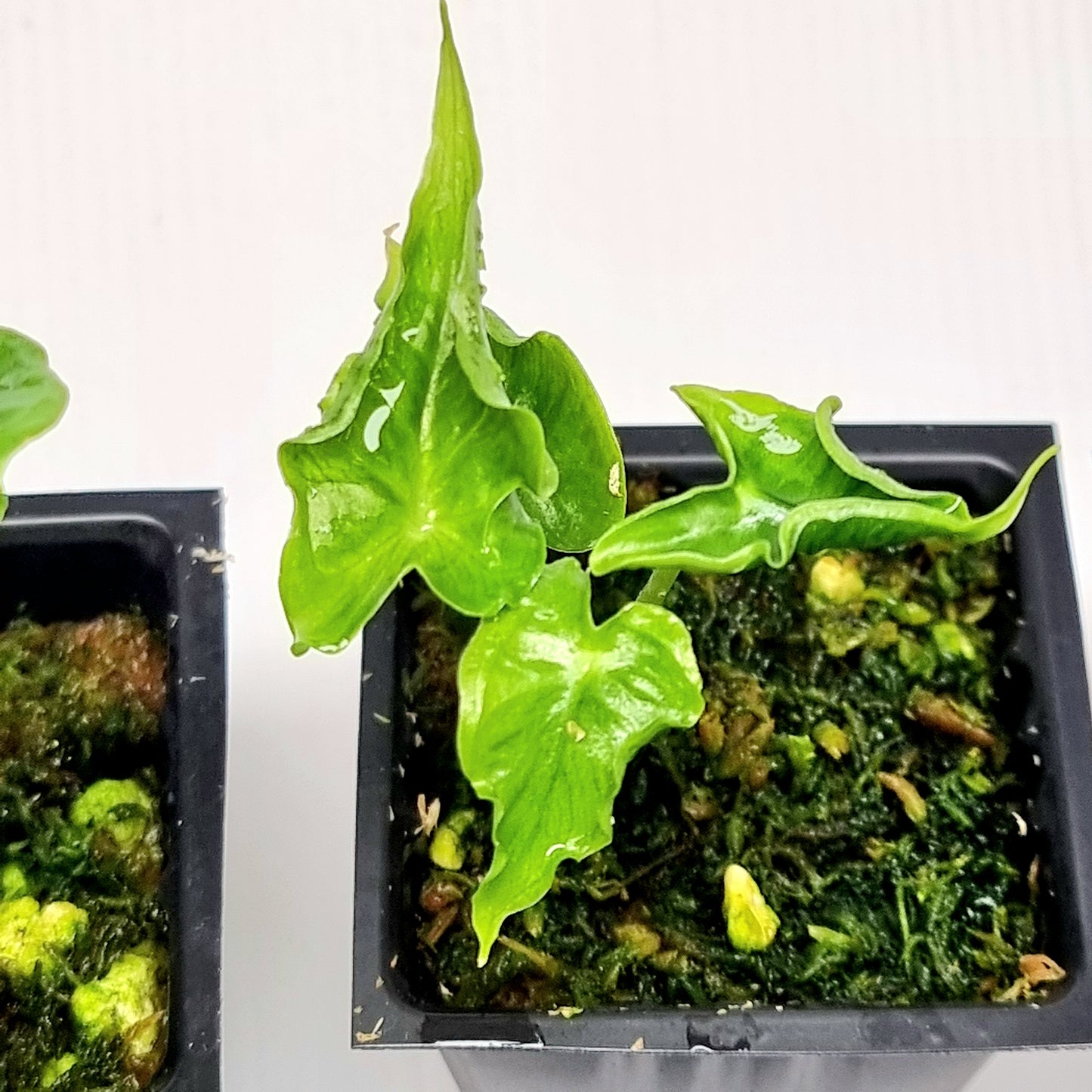 Alocasia teletubbies