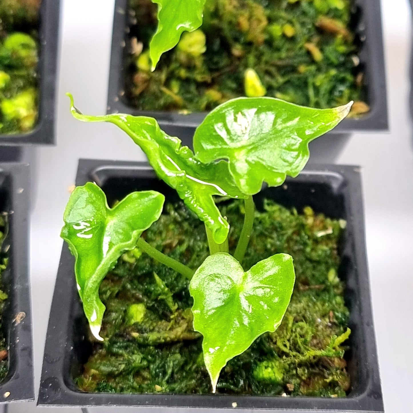 Alocasia teletubbies