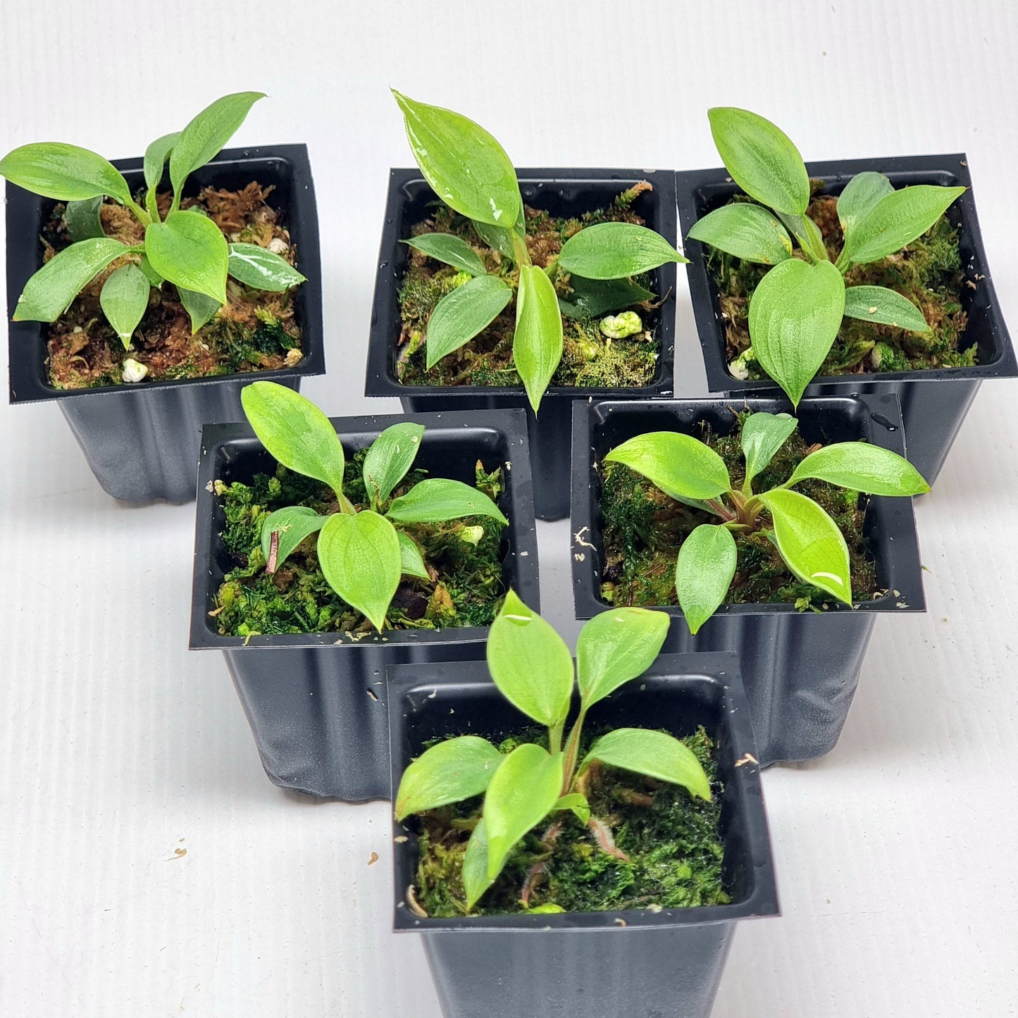 Philodendron lynamii