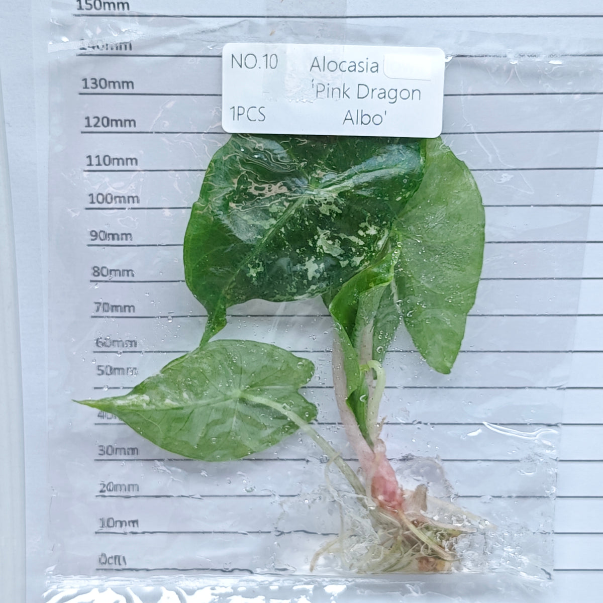 Alocasia Pink Dragon Albo/Pink Variegated (1plant/bag) - Tissue culture