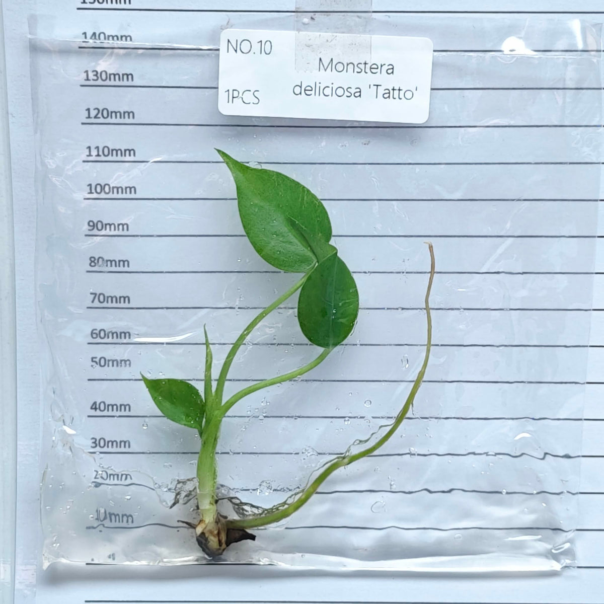 Monstera Tattoo (1plant/bag) - Tissue culture