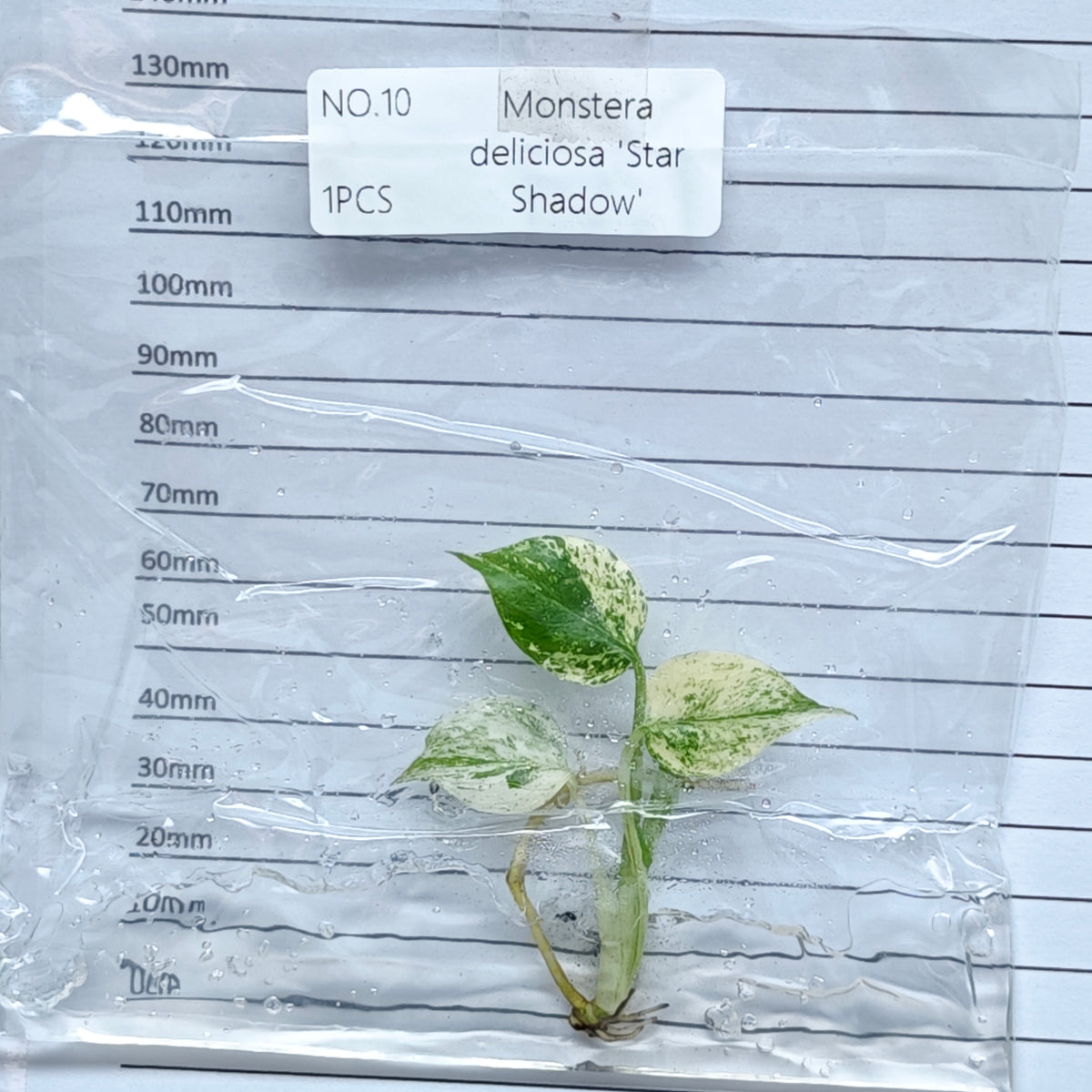 Monstera Star Shadow (1plant/bag) - Tissue culture