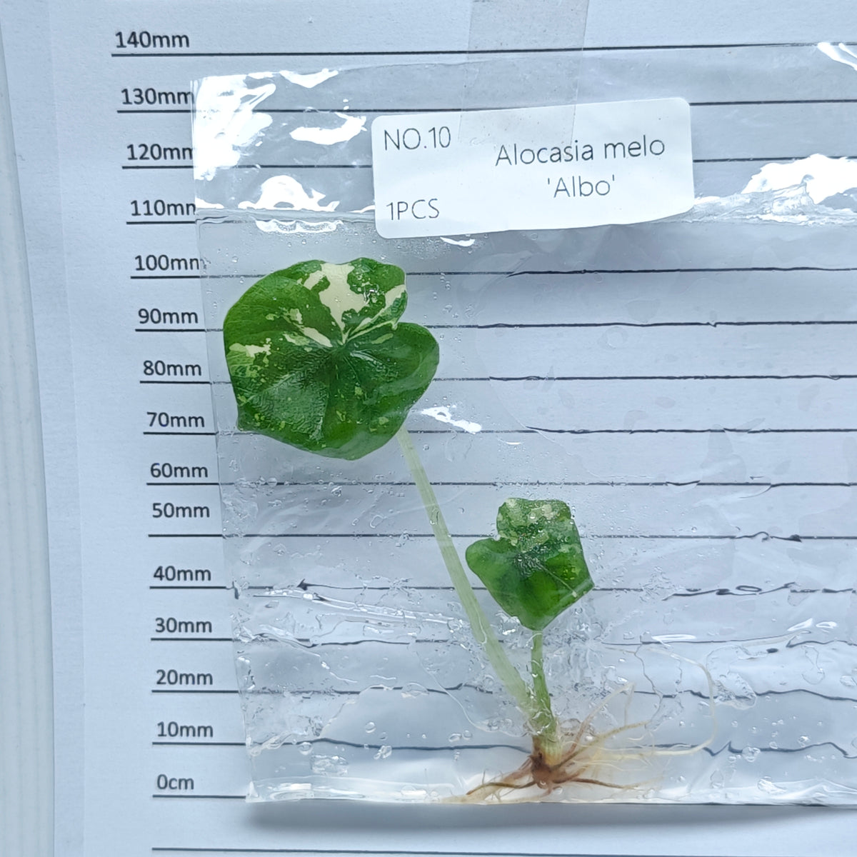 Alocasia melo Albo Variegated (1plant/bag) - Tissue culture
