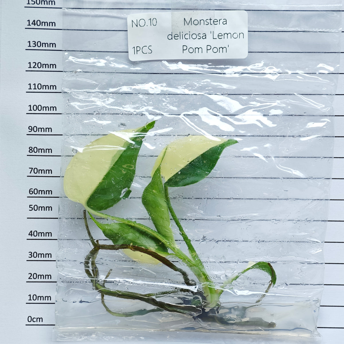 Monstera Lemon Pompom (1plant/bag) - Tissue culture